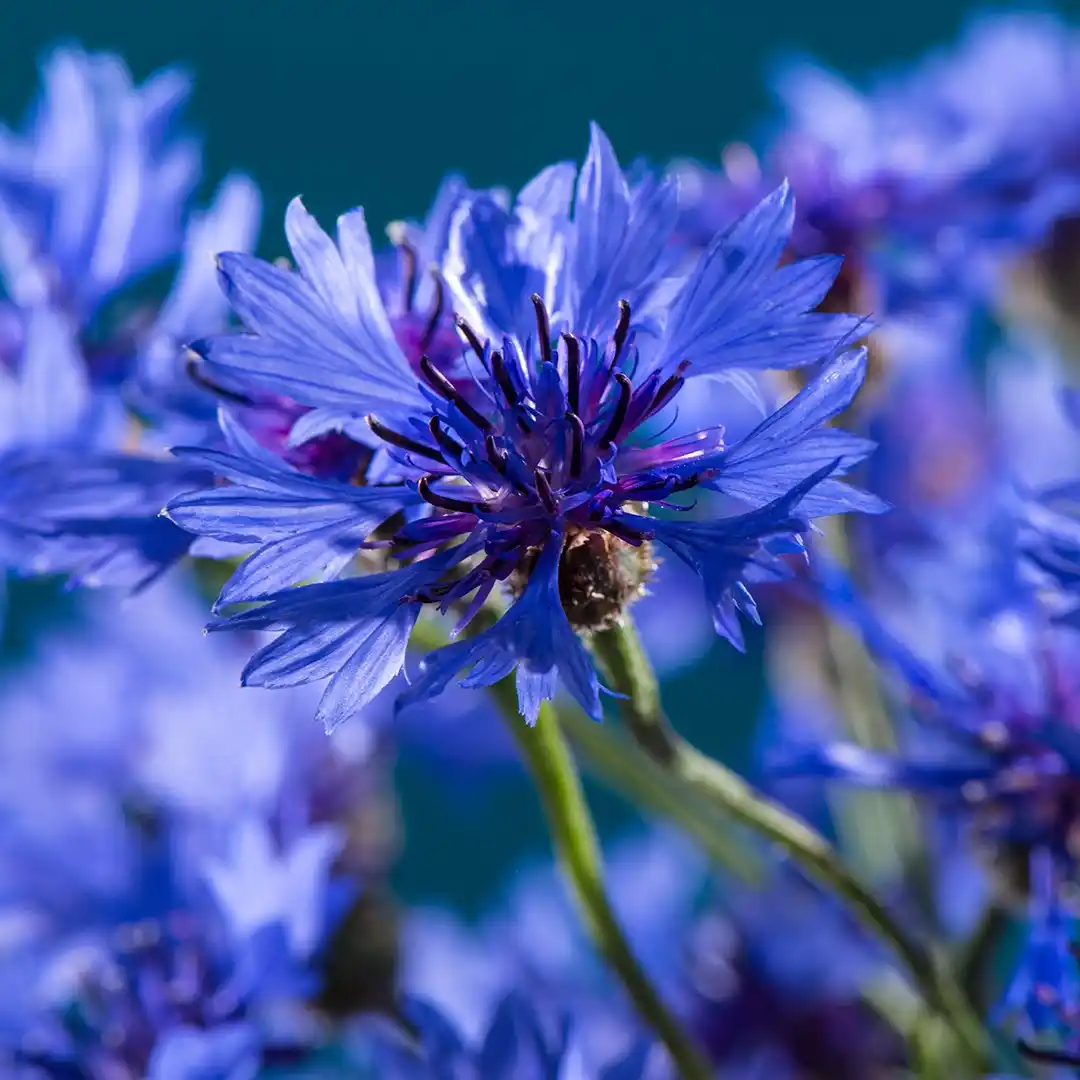Image from Samenhaus.de Gartenkanal: Kornblumen sind nicht nur wunderschön, sondern auch nützlich. Sie gehö...