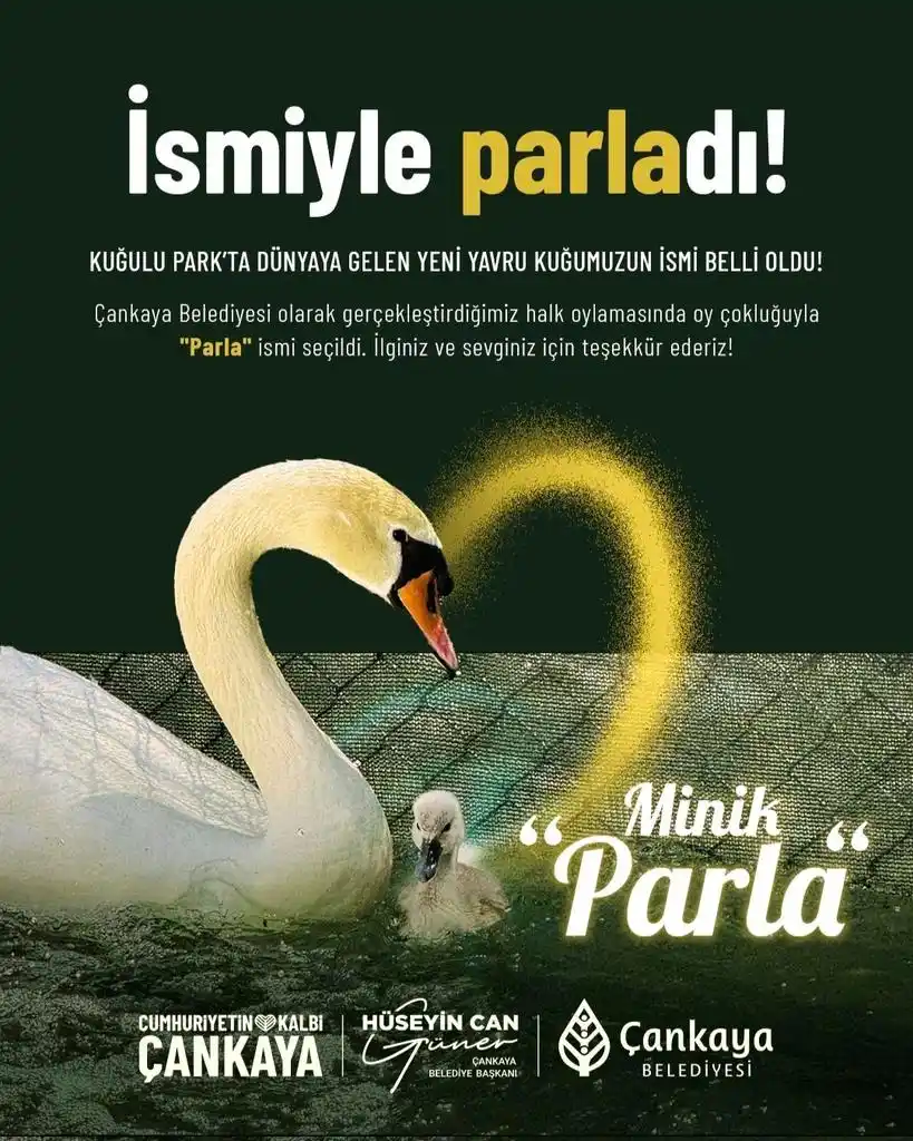 Image from Onedio: Kuğulu Park’ta 15 yıl sonra doğan beyaz kuğu yavrusuna “Parla” adı ver...