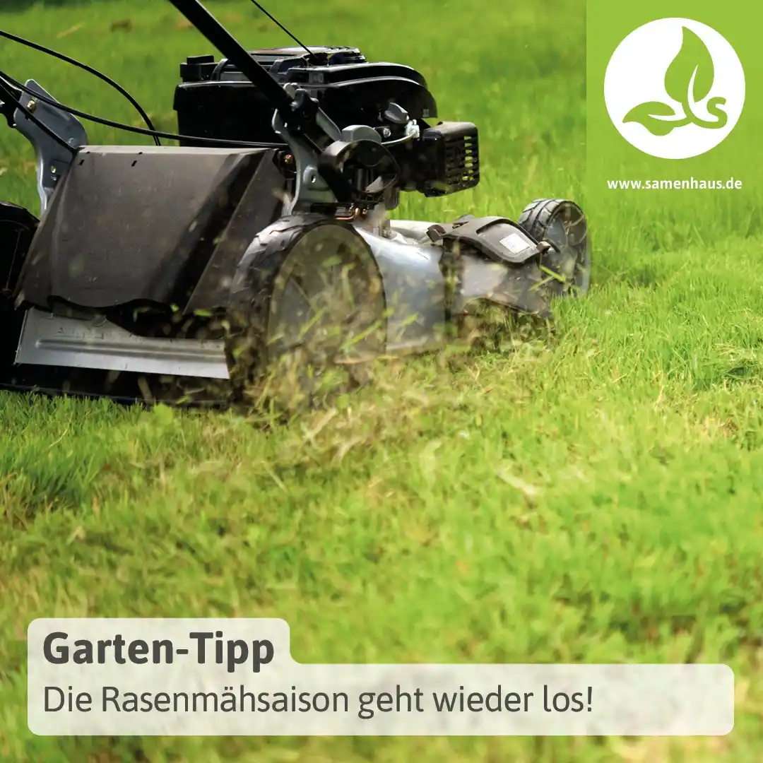 Image from Samenhaus.de Gartenkanal: Nach dem mähfreien Mai beginnt im Juni die *Mähsaison*. Damit euer Ras...