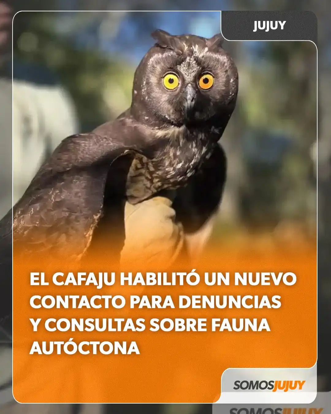 Image from Somos Jujuy - Noticias : El Centro de Atención de la Fauna Autóctona habilitó un nuevo número ...