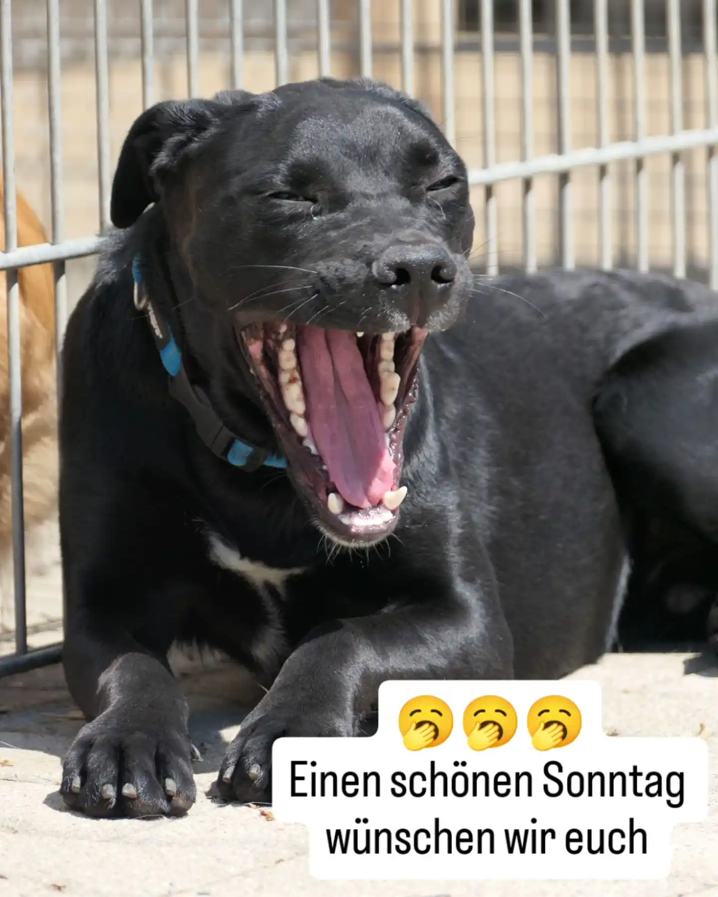 Image from Tierheim Reutlingen: Heute schicken wir euch mit einer kleinen Tierheim-Alltags-Gallerie ga...