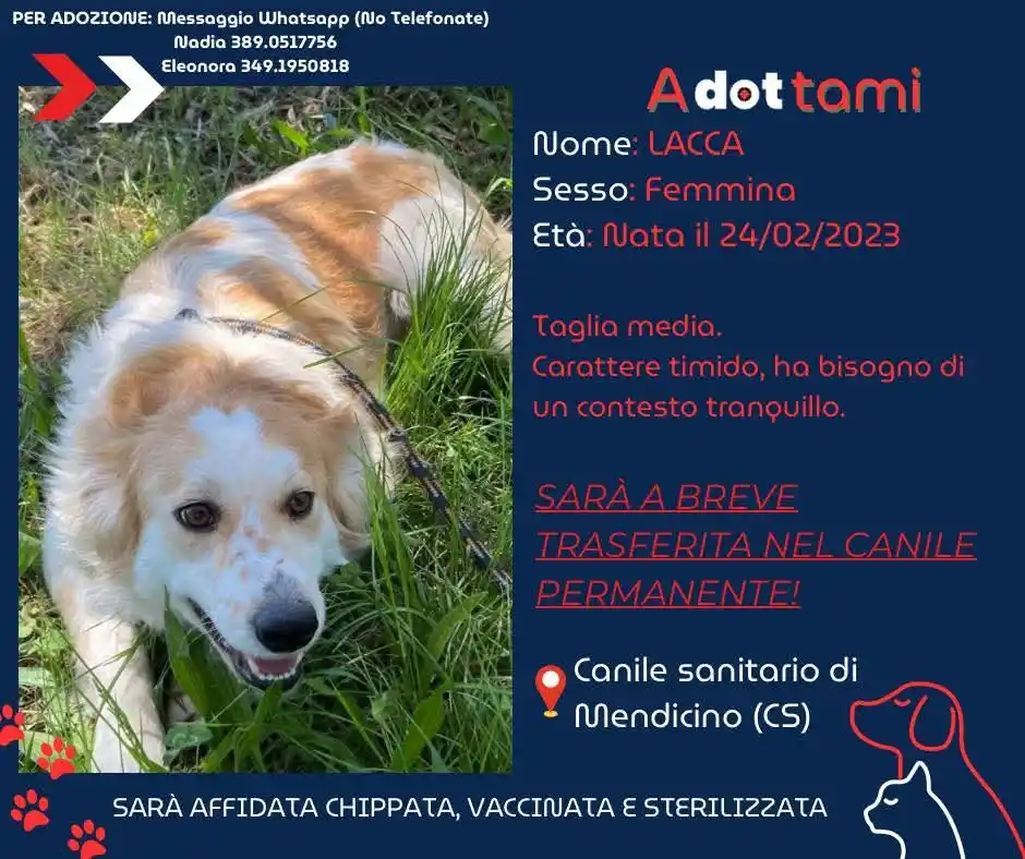 Image from Il Dot: 🐾 A𝐃𝐎𝐓TAMI 🐕 LACCA sogna una famiglia amorevole. Con l'aiuto del...