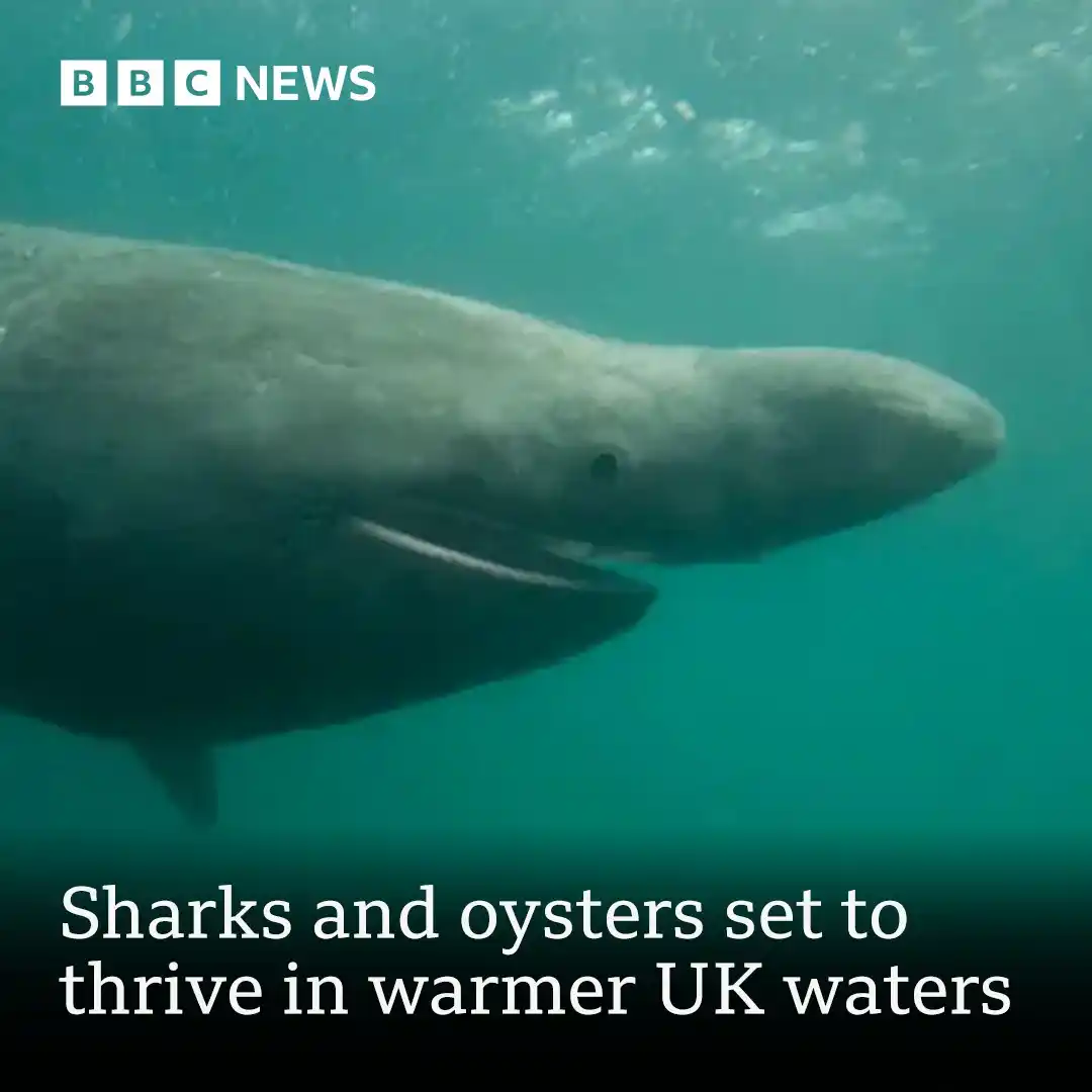 Image from BBC News: Could we see a boom in sharks and oysters in UK seas?   Find out: http...