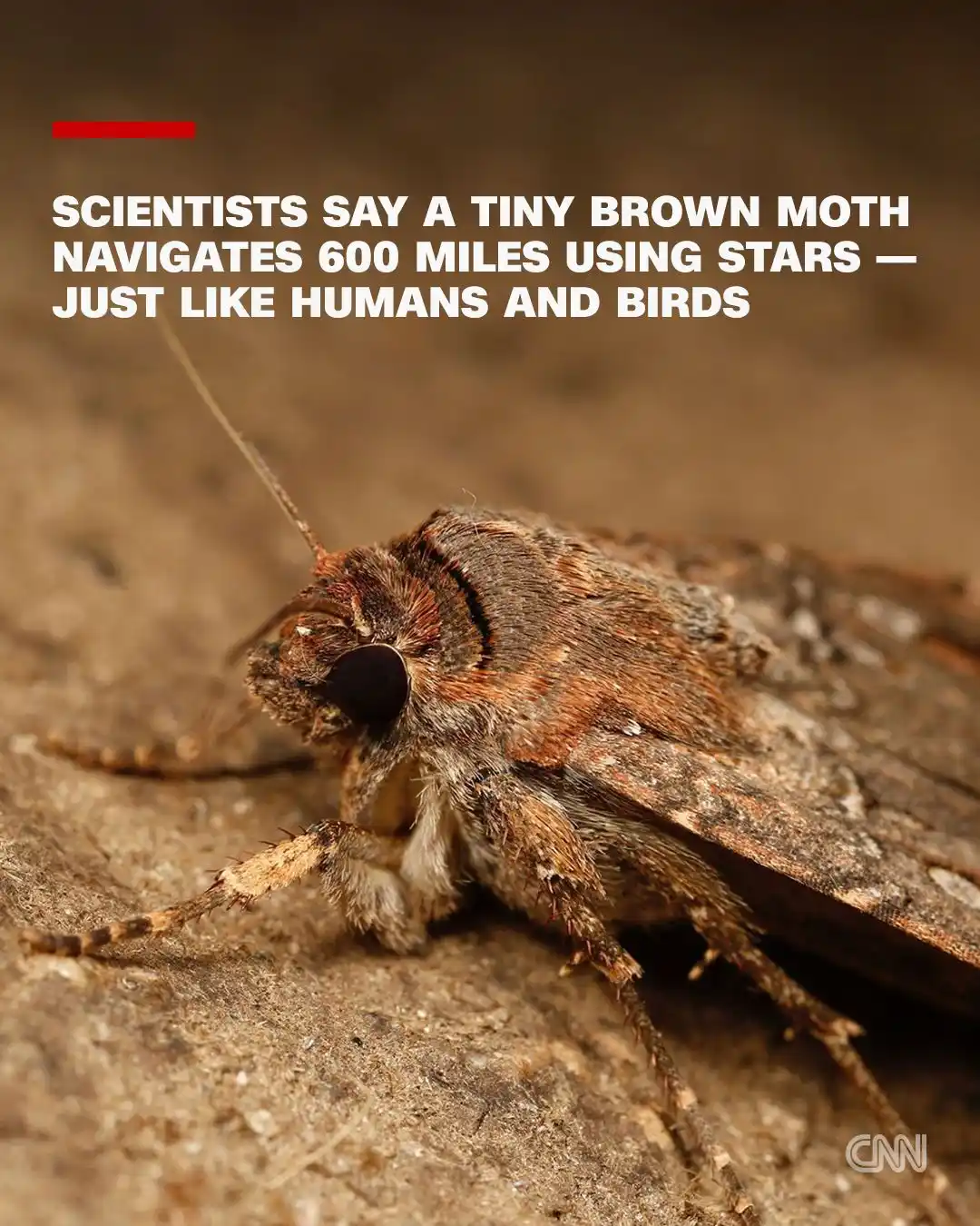 Image from CNN: Each year, a tiny species in Australia makes a grueling 620-mile night...
