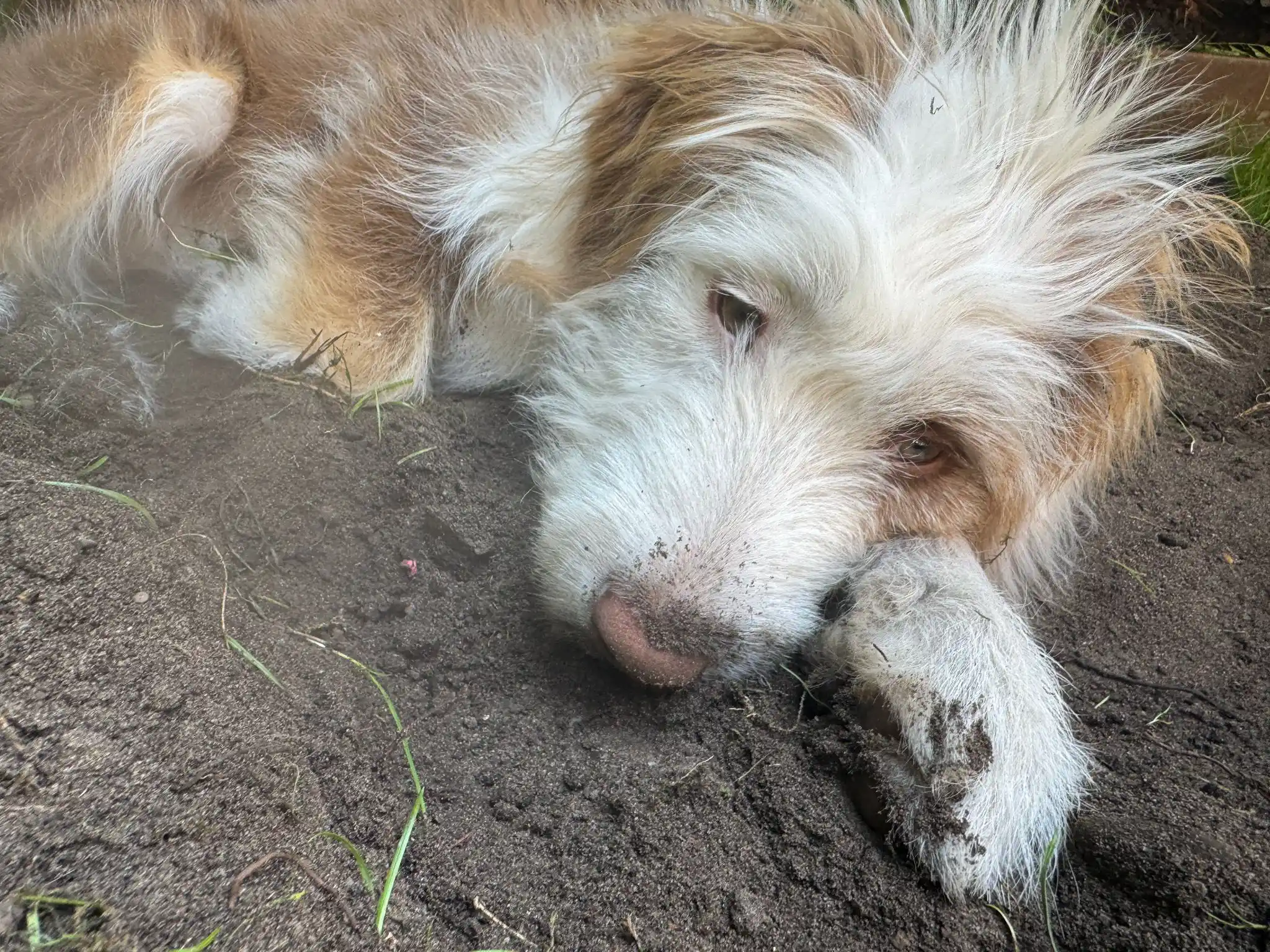 BlijeHond post
