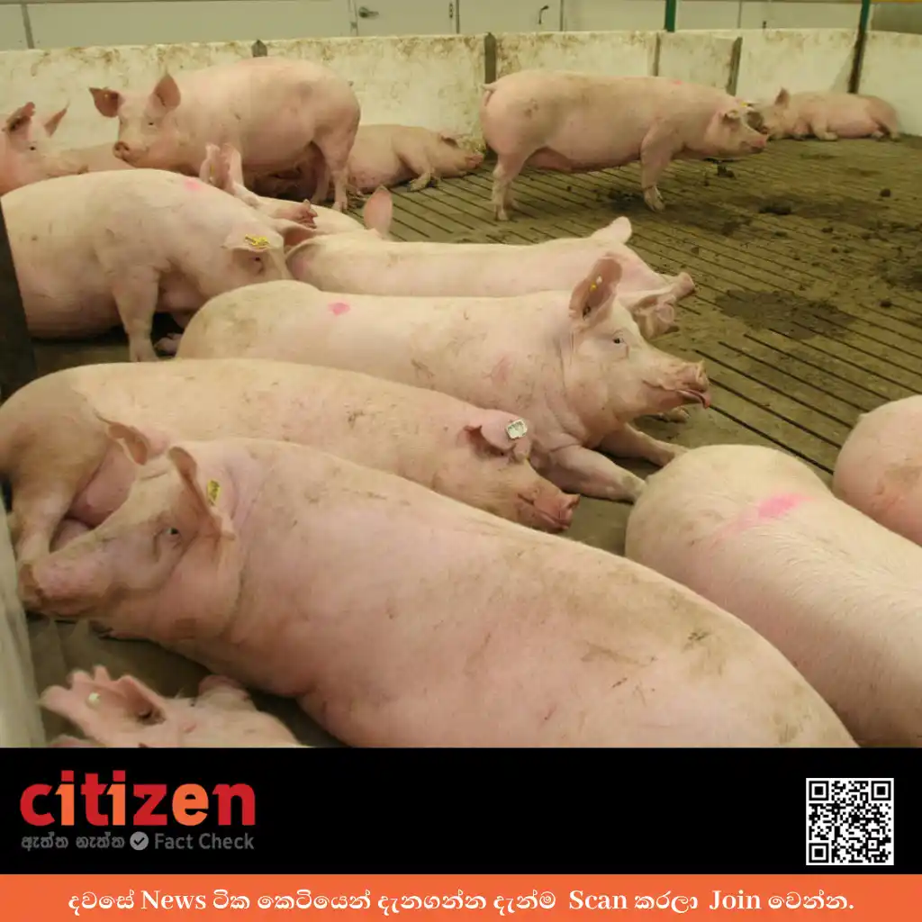 Image from Citizen.lk News: 🟠 *සියලුම ප්රාදේශීය ලේකම් කොට්ඨාස, සූකර උණ රෝගය ආසාධිත හෝ අවදානම් ප්...