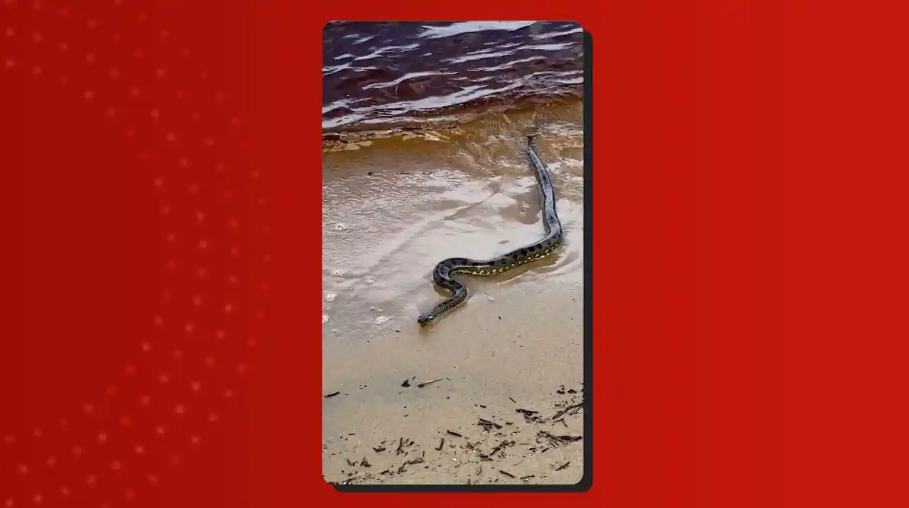 Image from g1 AM: *Cobra surpreende fotógrafo e noivos ao aparecer durante ensaio de cas...