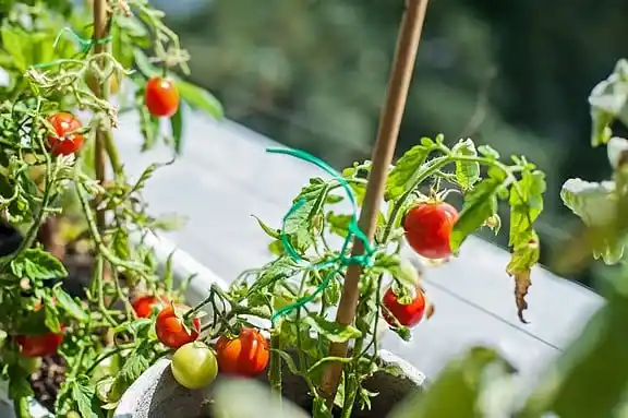 Image from NDTV Profit: *GOING GREEN*  Tax benefits for 'rich' farmers and can you qualify as ...