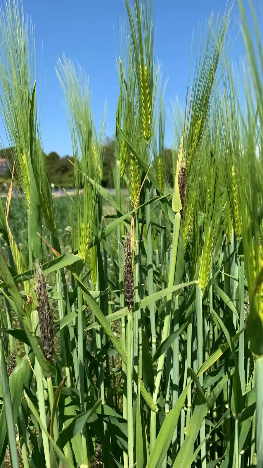 Image from Production végétale Proconseil 🌱🌾: 🔍 *Observation de charbon nu sur orge d’automne*  🌾 Les orges sont e...