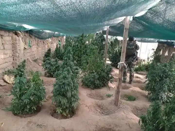 Image from johnarandiaperiodista: Van a creer que la Marihuana en carpas (Norte Potosí) crecían gracias ...