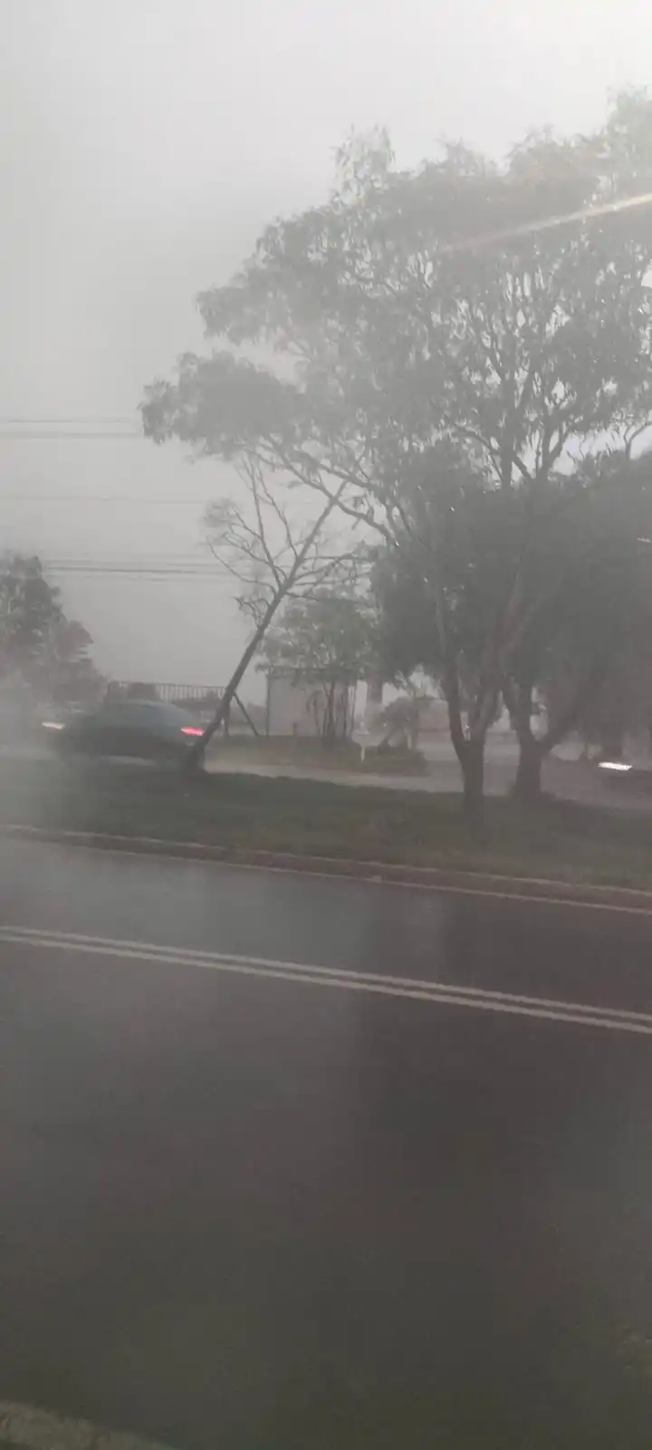 Image from El Sol del Centro 🗞️: ⚠️⚠️⚠️ Reportan árbol a punto de caer sobre avenida Mahatma Gandhi, a ...